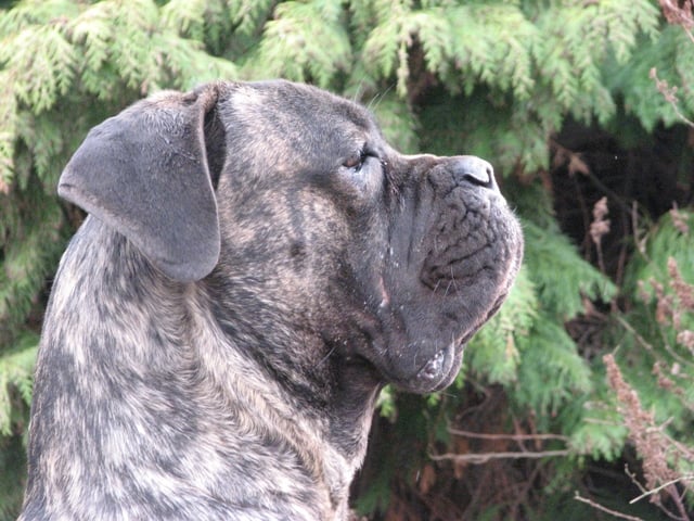 Publication : Dei Molossi D'eburon Auteur : Katja Chtuka