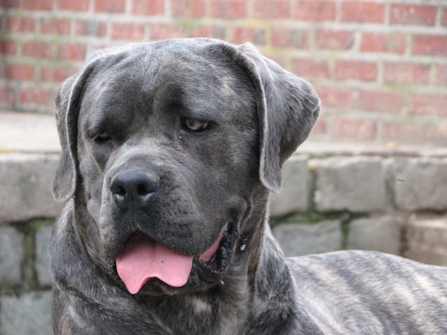 Publication : Dei Molossi D'eburon Auteur : Katja Chtuka