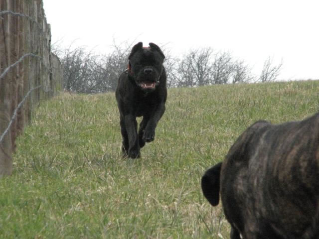 Publication : Dei Molossi D'eburon Auteur : Katja Chtuka