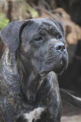 Publication : Dei Molossi D'eburon Auteur : Katja Chtuka