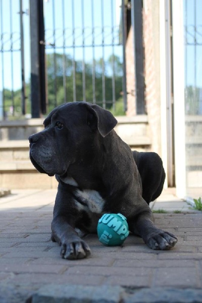 Publication : Dei Molossi D'eburon Auteur : Katja Chtuka