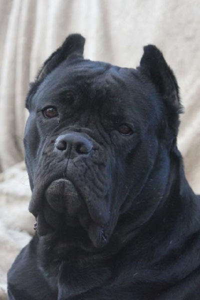 Publication : Dei Molossi D'eburon Auteur : Katja Chtuka