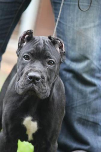 Publication : Dei Molossi D'eburon Auteur : Chtuka