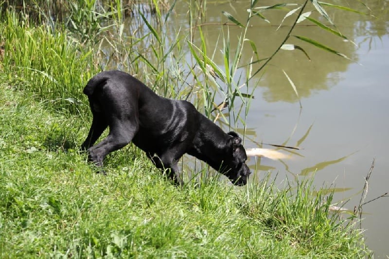 Publication : Dei Molossi D'eburon Auteur : Chtuka