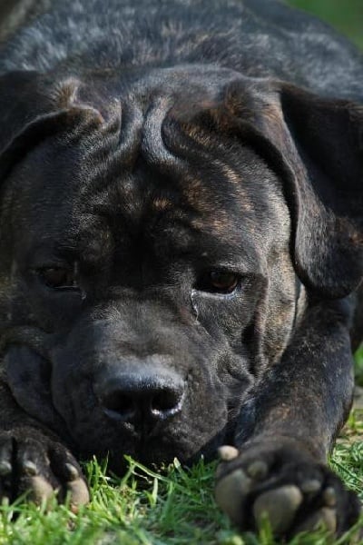 Publication : Dei Molossi D'eburon Auteur : Katja Chtuka