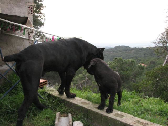 Publication : Dei Molossi D'eburon Auteur : Katja Chtuka