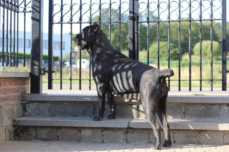 Publication : Dei Molossi D'eburon Auteur : Katja Chtuka