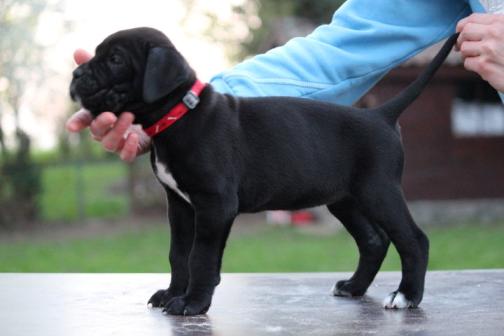 Publication : Dei Molossi D'eburon