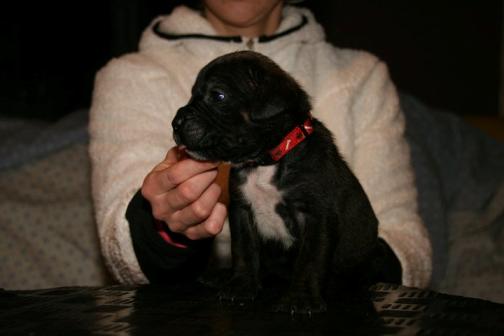 Publication : Dei Molossi D'eburon Auteur : Chtuka