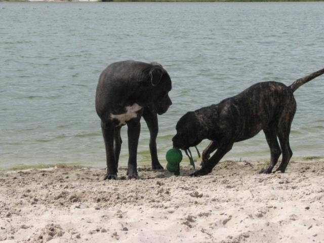 Publication : Dei Molossi D'eburon Auteur : Katja Chtuka