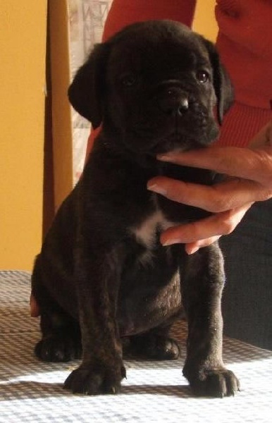 Publication : Dei Molossi D'eburon Auteur : Katja Chtuka