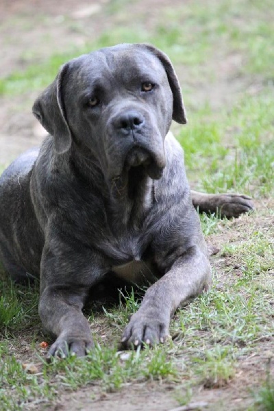 Publication : Dei Molossi D'eburon Auteur : Katja Chtuka