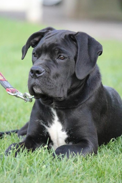 Publication : Dei Molossi D'eburon