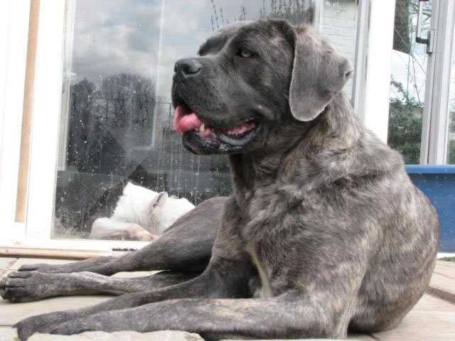 Publication : Dei Molossi D'eburon Auteur : Katja Chtuka