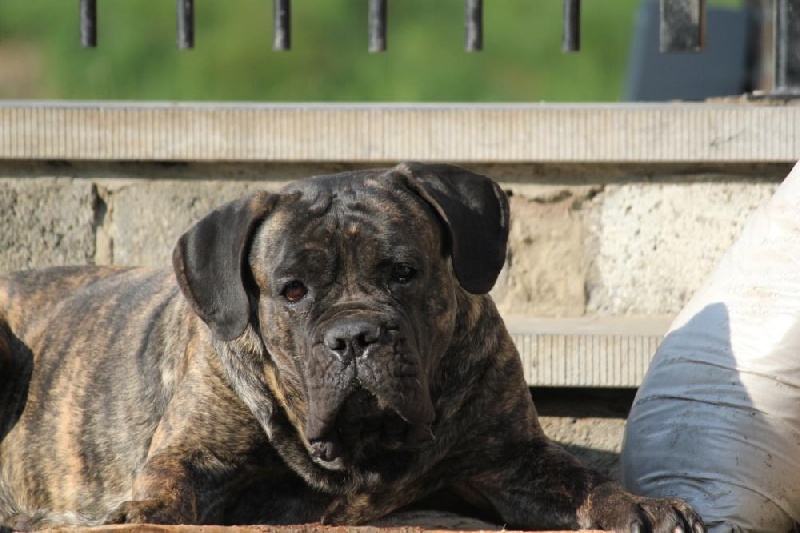 Publication : Dei Molossi D'eburon Auteur : Katja Chtuka