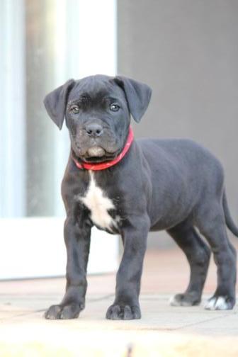 Publication : Dei Molossi D'eburon