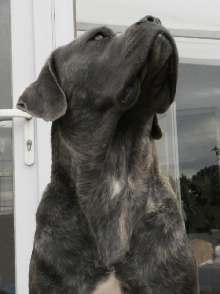 Publication : Dei Molossi D'eburon Auteur : Katja Chtuka