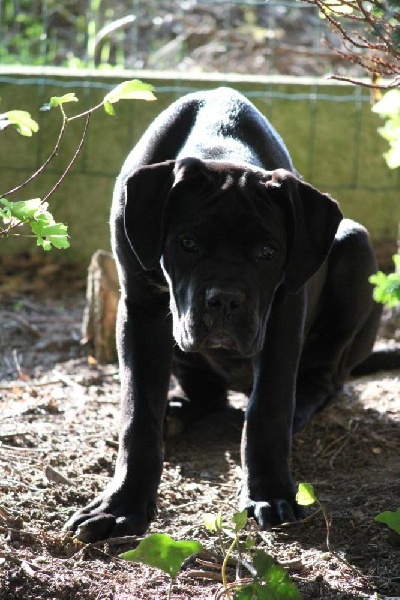 Publication : Dei Molossi D'eburon