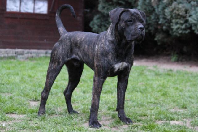 Publication : Dei Molossi D'eburon Auteur : Katja Chtuka