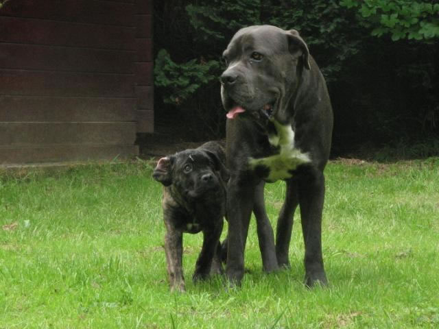 Publication : Dei Molossi D'eburon Auteur : Katja Chtuka