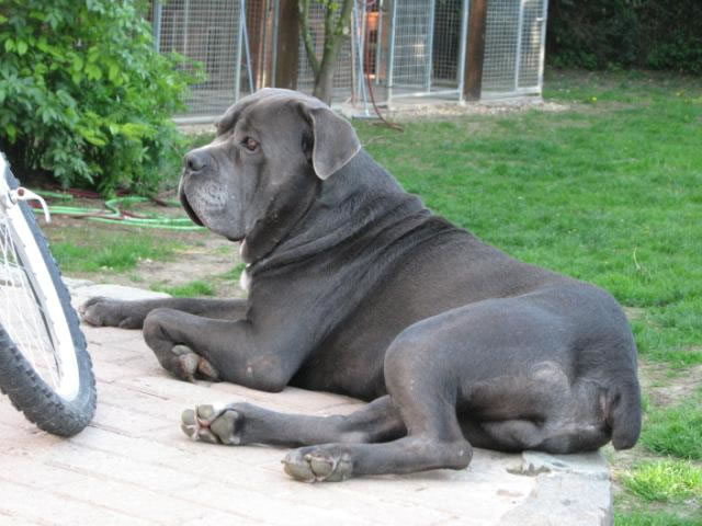 Publication : Dei Molossi D'eburon Auteur : Katja Chtuka