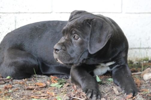 Publication : Dei Molossi D'eburon