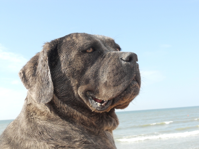 Publication : Dei Molossi D'eburon Auteur : Katja Chtuka