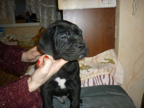 Publication : Dei Molossi D'eburon Auteur : Chtuka