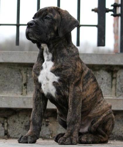 Publication : Dei Molossi D'eburon Auteur : Chtuka