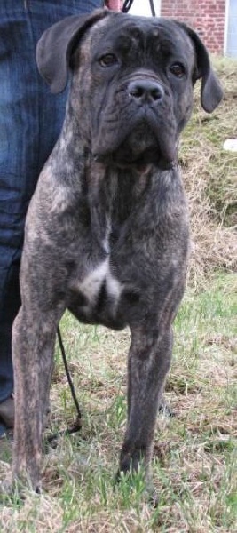 Publication : Dei Molossi D'eburon Auteur : Katja Chtuka