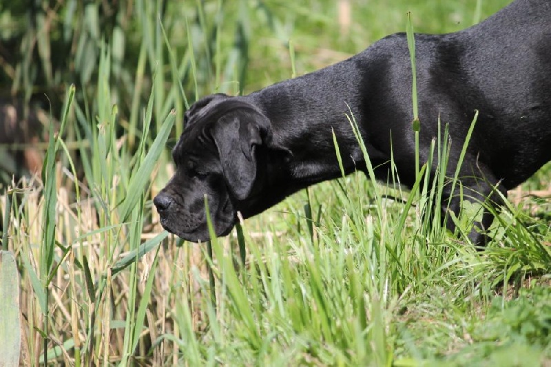 Publication : Dei Molossi D'eburon