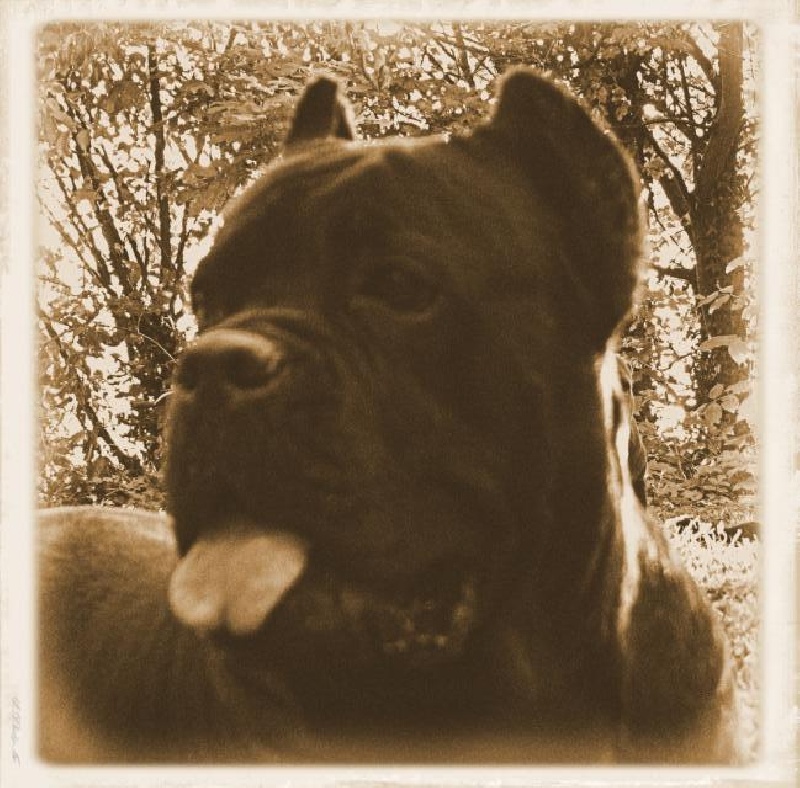 Publication : Dei Molossi D'eburon Auteur : Katja Chtuka