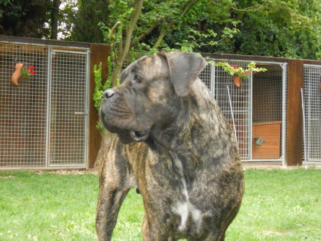 Publication : Dei Molossi D'eburon Auteur : Katja Chtuka