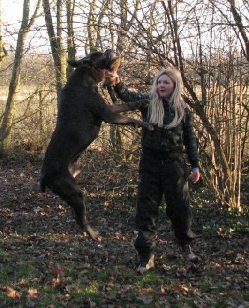 Publication : Dei Molossi D'eburon Auteur : Katja Chtuka