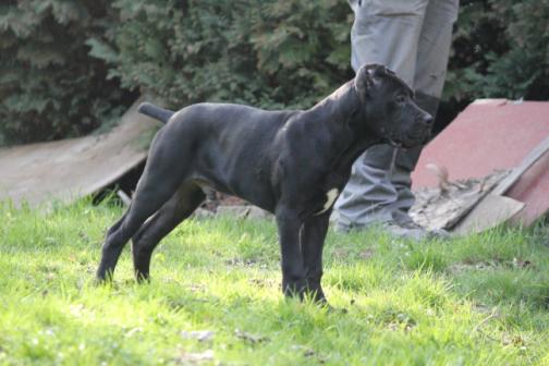 Publication : Dei Molossi D'eburon Auteur : Chtuka