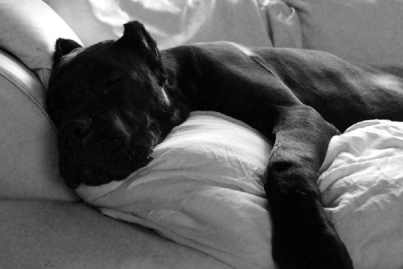 Publication : Dei Molossi D'eburon Auteur : Chtuka