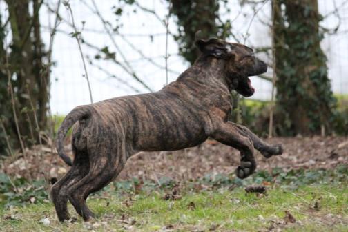 Publication : Dei Molossi D'eburon Auteur : Chtuka