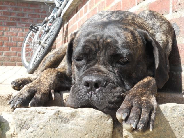 Publication : Dei Molossi D'eburon Auteur : Katja Chtuka