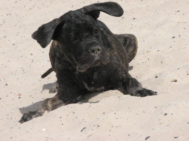 Publication : Dei Molossi D'eburon Auteur : Katja Chtuka