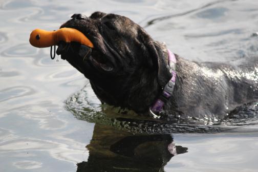 Publication : Dei Molossi D'eburon Auteur : Katja Chtuka