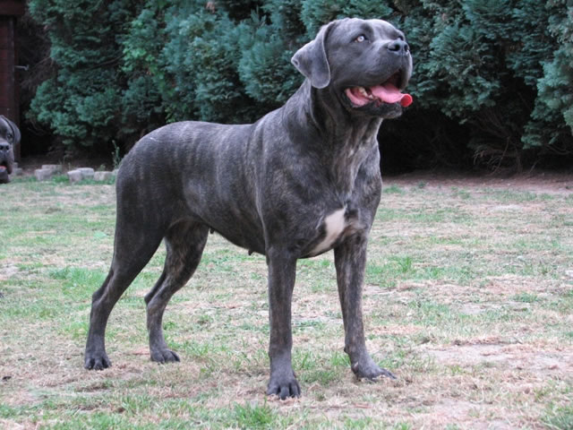 Publication : Dei Molossi D'eburon Auteur : Katja Chtuka