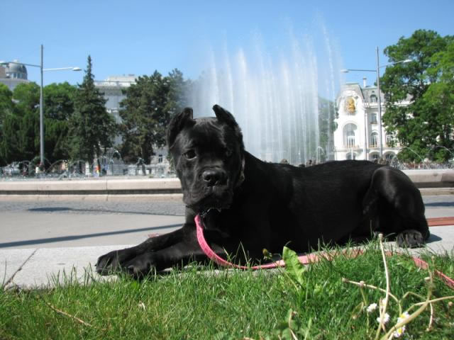 Publication : Dei Molossi D'eburon Auteur : Katja Chtuka