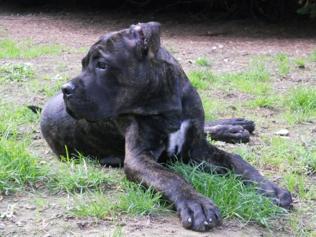 Publication : Dei Molossi D'eburon Auteur : Katja Chtuka