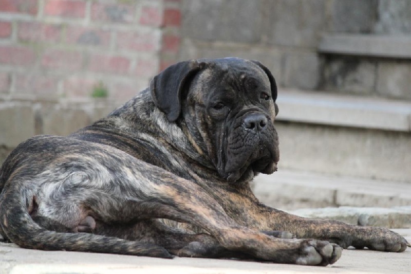 Publication : Dei Molossi D'eburon Auteur : Katja Chtuka