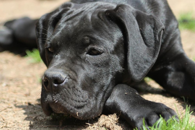 Publication : Dei Molossi D'eburon