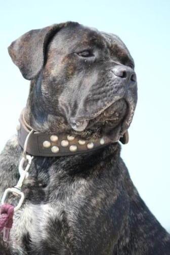 Publication : Dei Molossi D'eburon Auteur : Katja Chtuka