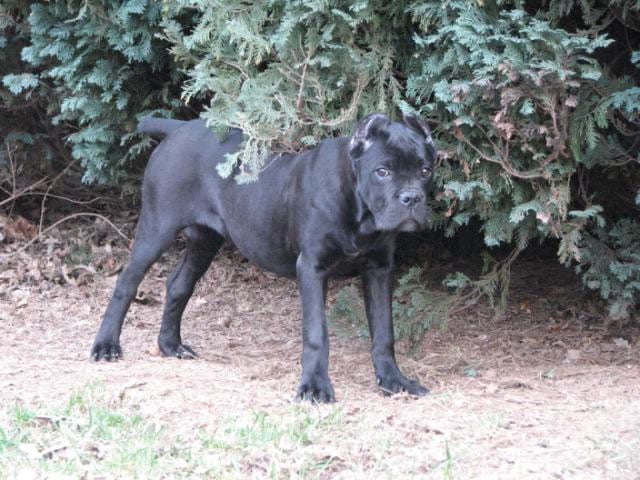 Publication : Dei Molossi D'eburon Auteur : Katja Chtuka