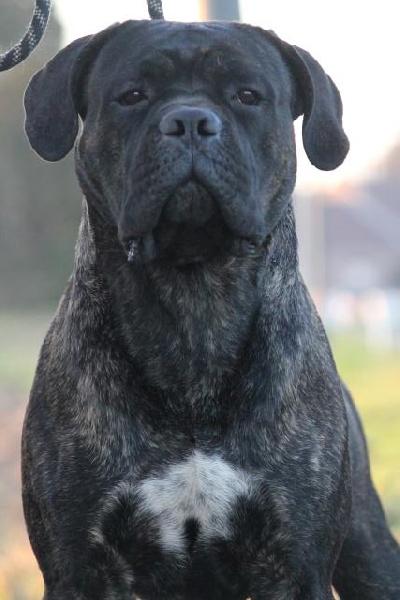 Publication : Dei Molossi D'eburon Auteur : Katja Chtuka