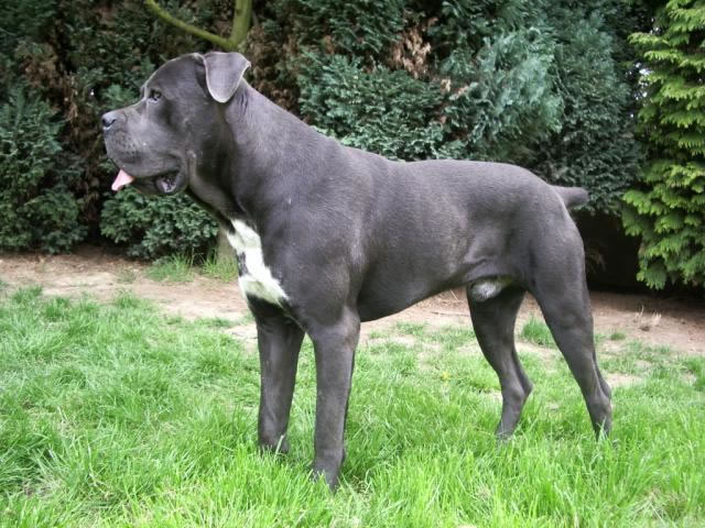 Publication : Dei Molossi D'eburon Auteur : Katja Chtuka