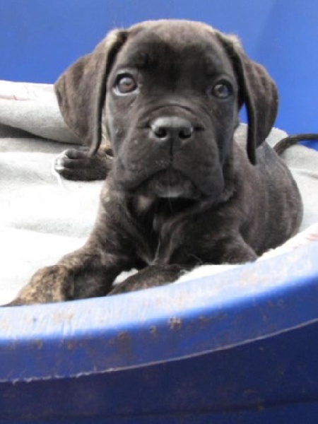 Publication : Dei Molossi D'eburon Auteur : Katja Chtuka